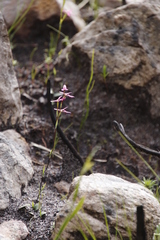 Disa obliqua