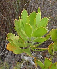Leucospermum praecox