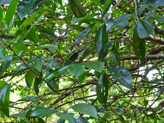 Pyrenaria microcarpa