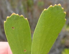 Leucospermum praecox