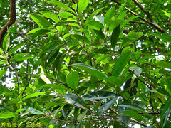 Pyrenaria microcarpa