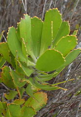 Leucospermum praecox