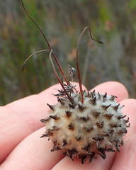 Leucospermum praecox