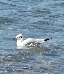 Chroicocephalus ridibundus