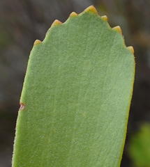 Leucospermum praecox