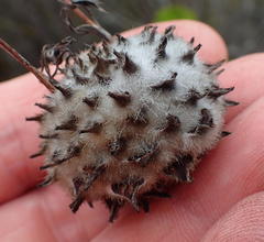 Leucospermum praecox