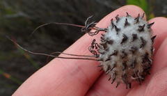 Leucospermum praecox