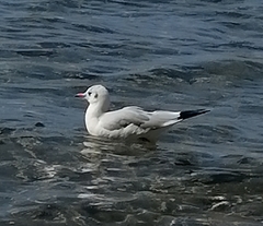 Chroicocephalus ridibundus