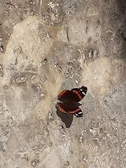 Vanessa atalanta