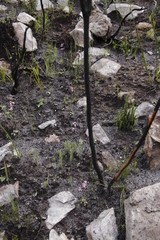 Disa obliqua
