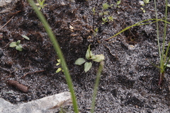 Disa obliqua
