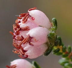 Erica viscosissima