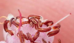 Erica viscosissima