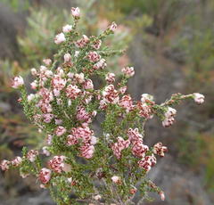 Erica viscosissima