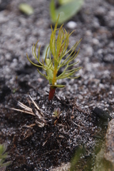 Serruria florida