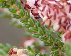 Erica viscosissima