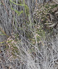 Erica viscosissima