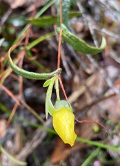 Hibbertia cunninghamii