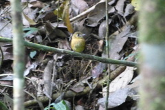 Myiobius sulphureipygius