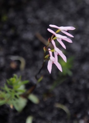 Disa obliqua