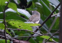 Oncostoma cinereigulare