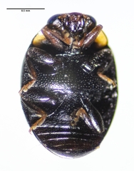 Hyperaspis quadrioculata