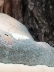 Fungi