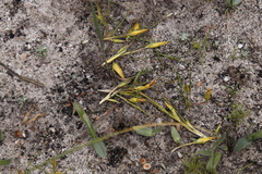 Papio ursinus ursinus