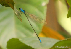 Archibasis oscillans