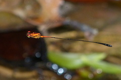 Protoneura aurantiaca