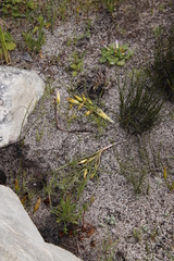 Papio ursinus ursinus