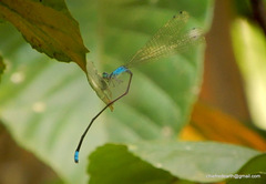 Archibasis oscillans