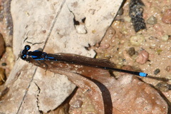 Argia calida