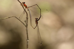Protoneura aurantiaca