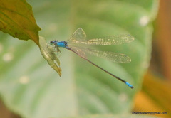 Archibasis oscillans