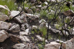Serruria florida