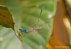 Archibasis oscillans