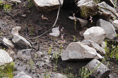 Serruria florida