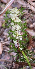 Grevillea trifida