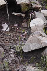 Serruria florida