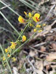 Sphaerolobium alatum