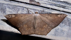 Peratostega deletaria