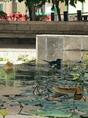 Copsychus saularis
