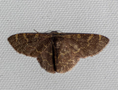 Idaea insuavis
