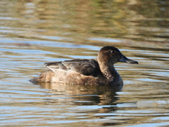 Heteronetta atricapilla