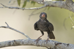 Bubalornis niger niger