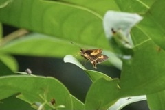 Oriens paragola