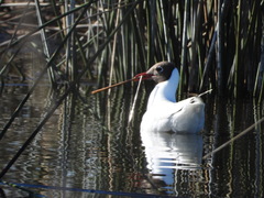 Chroicocephalus maculipennis