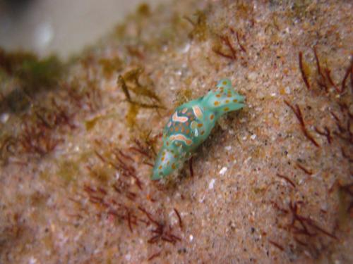 Lamprohaminoea cymbalum