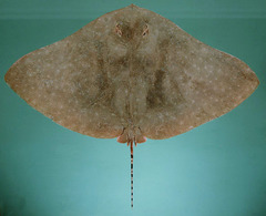 Longtail Butterfly Ray photo 5